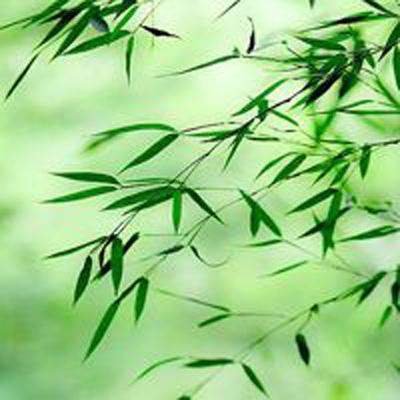 日本研究显示一种橄榄叶提取成分有抗抑郁功效